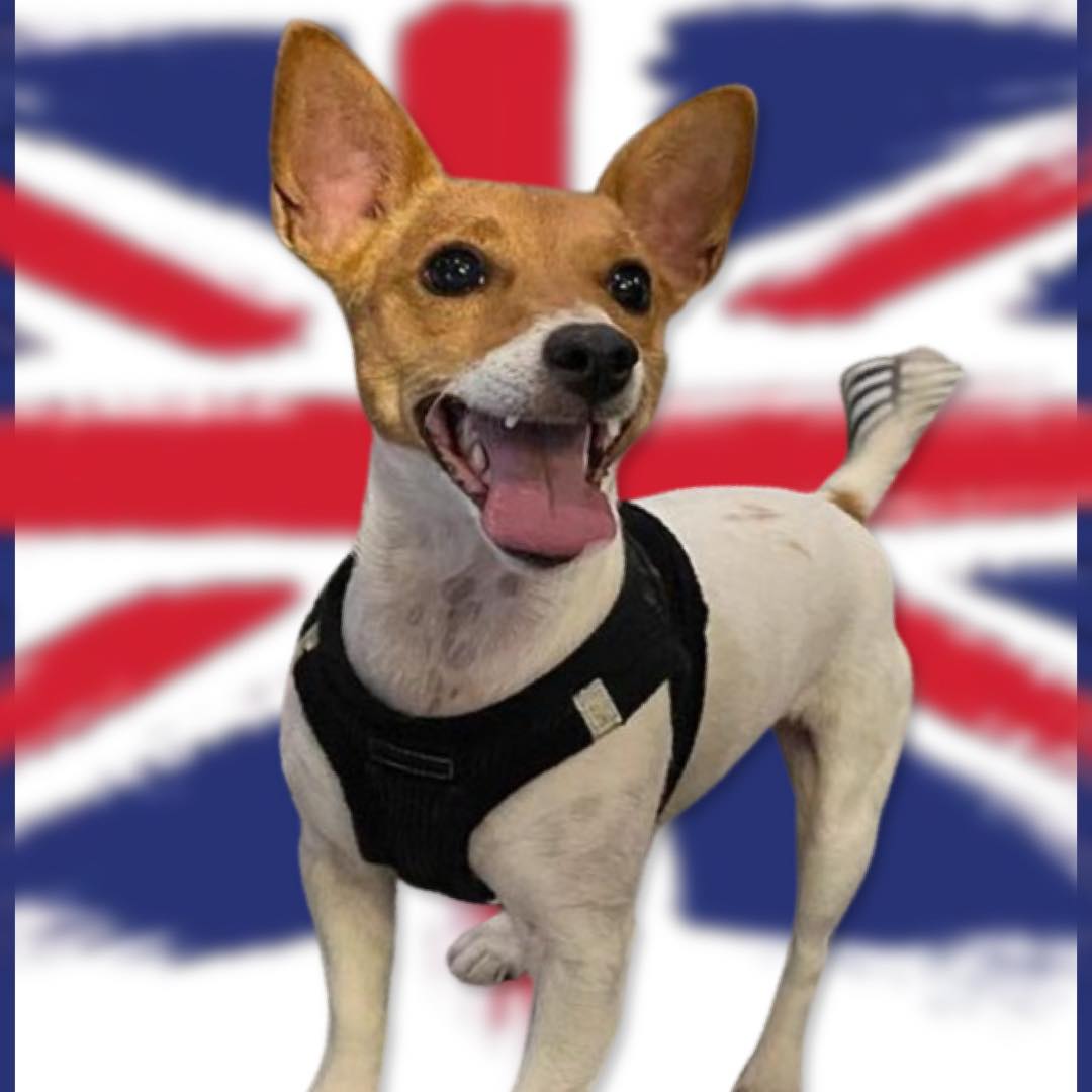 Ringo's Pub logo